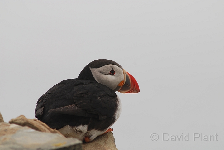 Puffin - B.JPG - Puffin - Shetland Islands